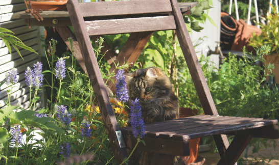 Langhaarkatze Dolly - im Garten von Sabine Ruthenfranz