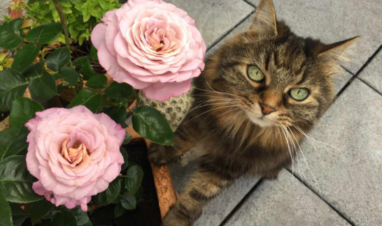 Langhaarkatze Dolly mit Rosen Sabine Ruthenfranz