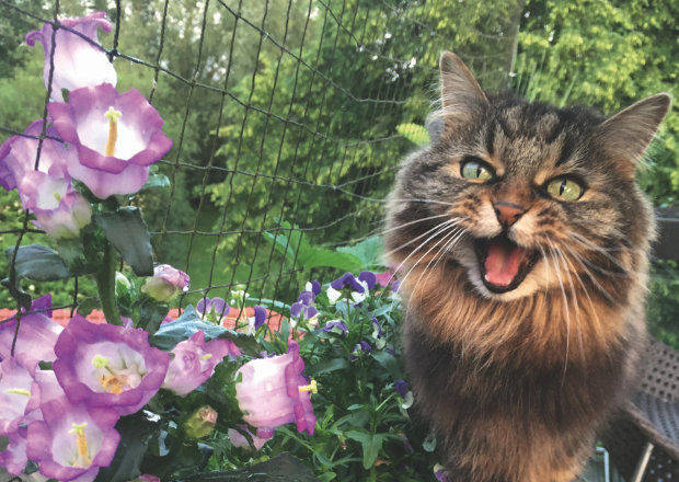 Katzen und Pflanzen – nicht immer ganz ungefährlich