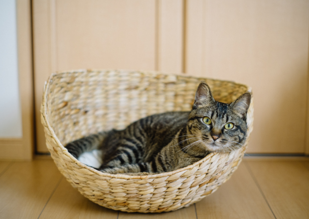 Katzenbetreuung im Urlaub: Katzensitter, Tierpension oder Katze alleine lassen?