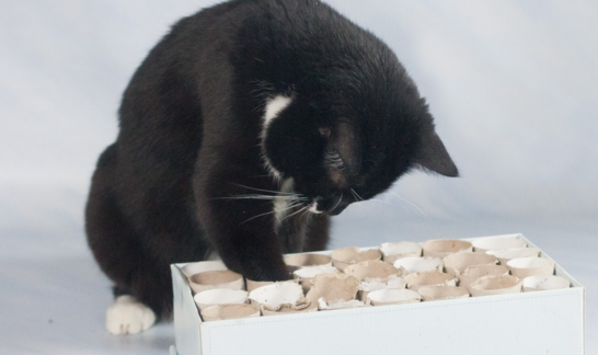 Katze spielt mit DIY Spielbrett aus Klorollen