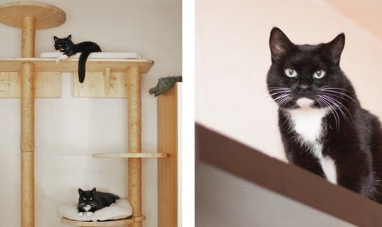 Collage Katzenbaum in Wohnung und Katze auf regalbrett