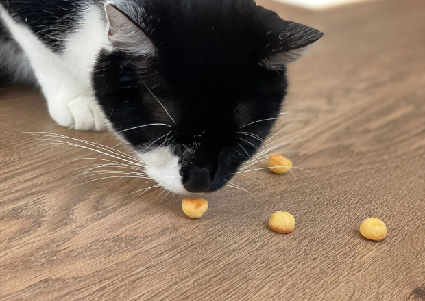 Gesunde Katzenleckerlis selber machen: Drei einfache Rezepte mit Backmatte