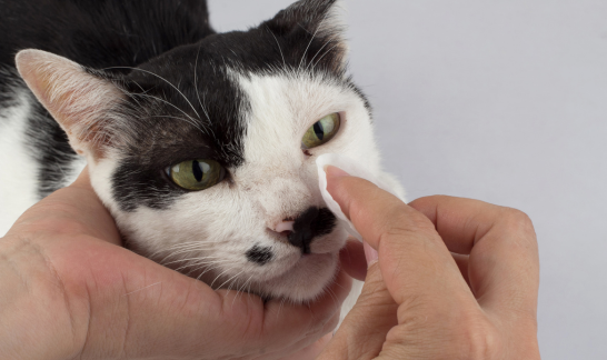 Augenpflege bei Katzenschnupfen: sanftes Reinigen der Augenpartie