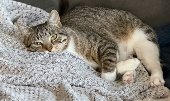 Ruhe und Schonung sind wichtig bei Katzenschnupfen