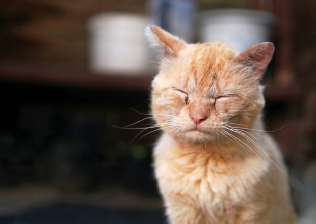 Katzenschnupfen bei Katzen: Symptome erkennen,richtig handeln und langfristig vorbeugen