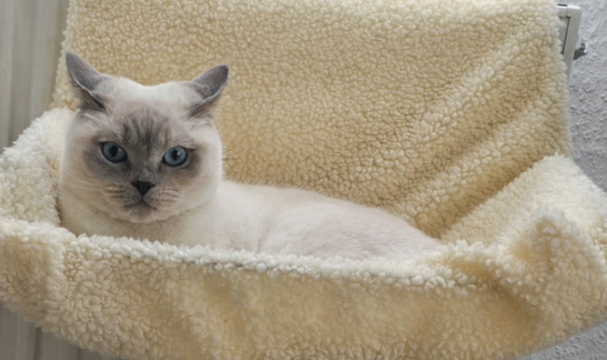 Entspannte Katze mit aufrecht nach vorne gerichteten Ohren liegt in Hängematte – Körpersprache zeigt Ruhe und Wohlbefinden