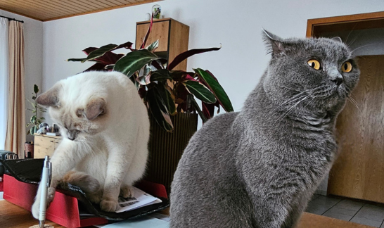 Britisch Kurzhaar und helle Katze mit unterschiedlicher Körpersprache: helle Katze im Spielmodus mit seitlich gedrehten Ohren, Britisch Kurzhaar aufmerksam mit aufrecht gerichteten Ohren