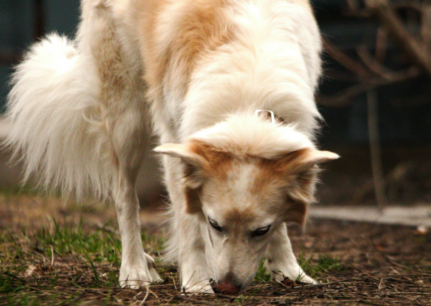 Kotfressen beim Hund: Ursachen und was du tun kannst