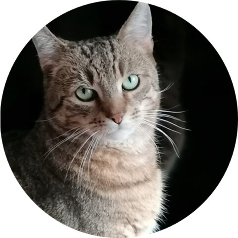 Katzenportrait