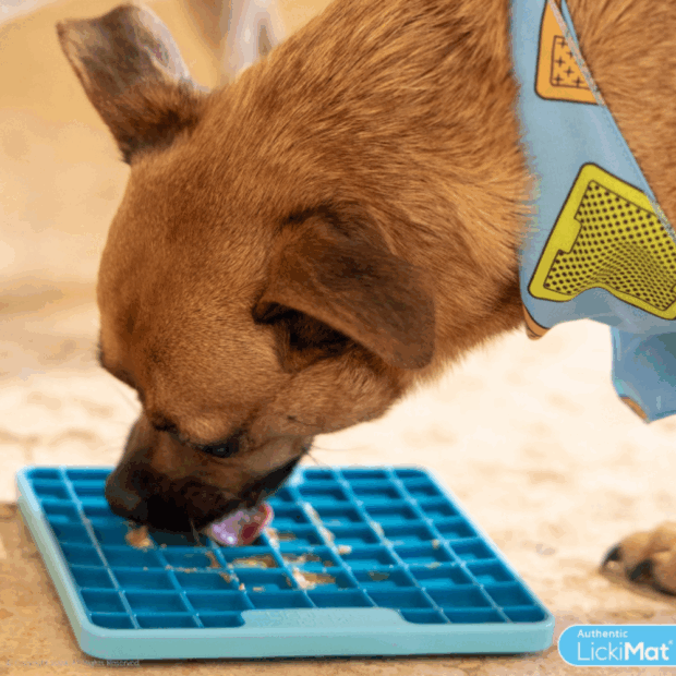Hund schleckt von Playdat Tuff seitenansicht