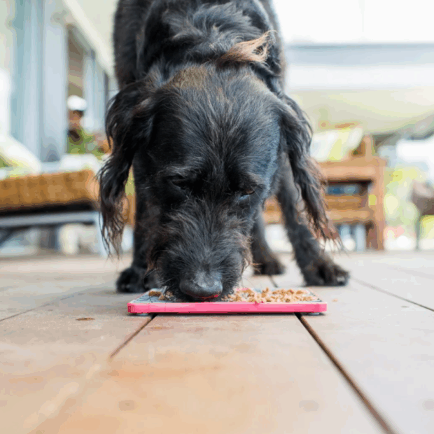 Hund schleckt Nassfutter von Lickimat Playdate Tuff