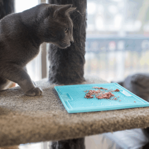 Graue Katze mit Schleckmatte