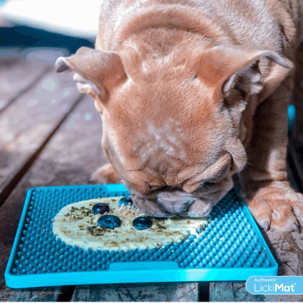 Französische Bulldogge schleckt von Soother Classic