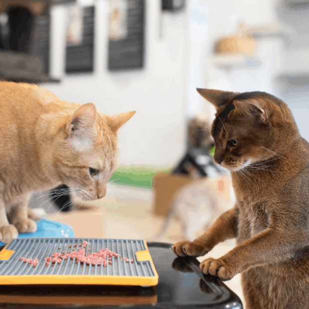 2 Katzen sitzen an Lickimat Soother Tuff mit Futter