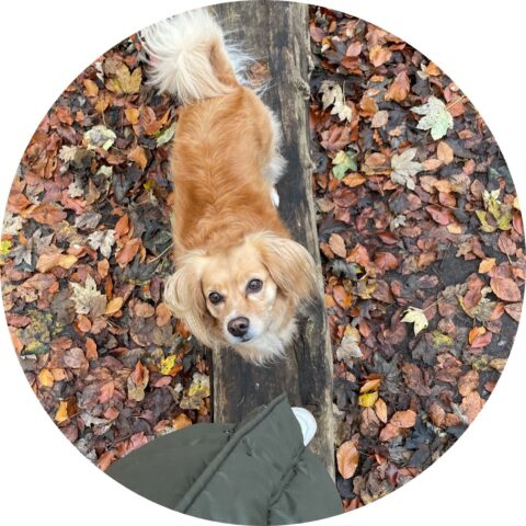 purapep Hundeshampoo