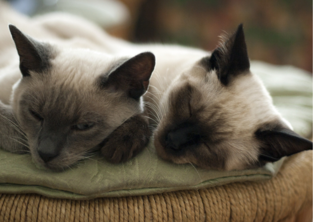 Katzen streiten sich – Tipps für einen harmonischen Mehrkatzenhaushalt