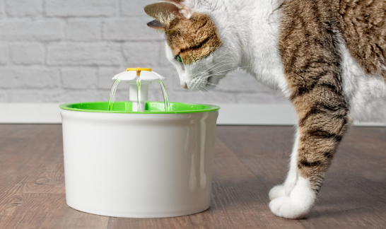 Weiß-getigerte Katze steht an Trinkbrunnen