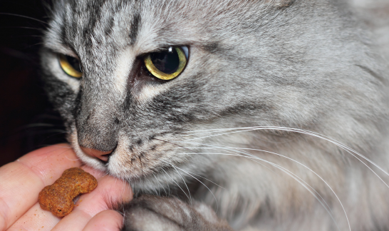 Graue Langhaarkatze bekommt LEckeri,d as auf Hand liegt