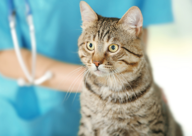 Niereninsuffizienz bei der Katze: Symptome, Ursachen und Nierenfutter-Tipps