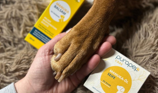 Pfotenpflege im Winter mit purapep Manuka Balsam