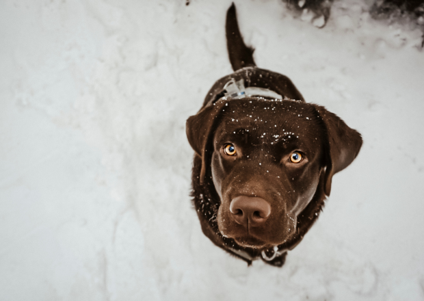 Pfotenpflege im Winter: 5 Tipps für gesunde Hundepfoten bei Kälte und Streusalz