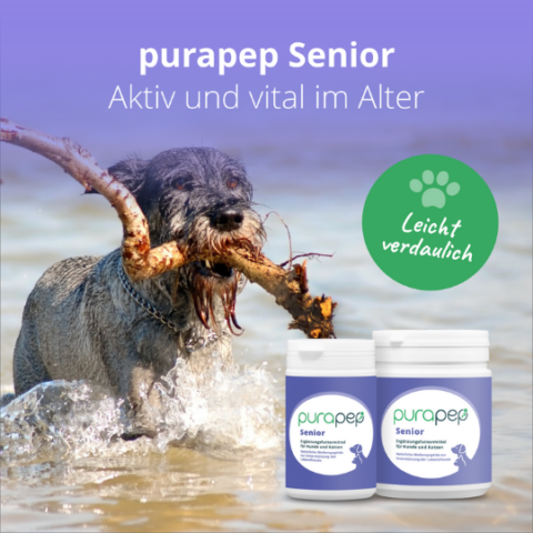 Hund im Alter: Alterserscheinungen   Verhaltensänderung