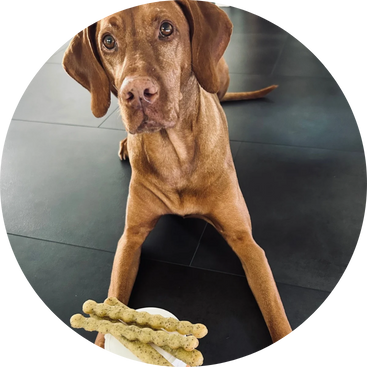 Vizsla mit Stick auf purapep Dose