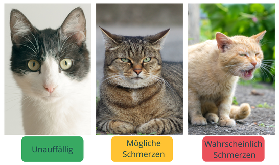 3 Katzegesichter, die nach der FGS verschiedene Ausdrücke für Schmerzsignale sind