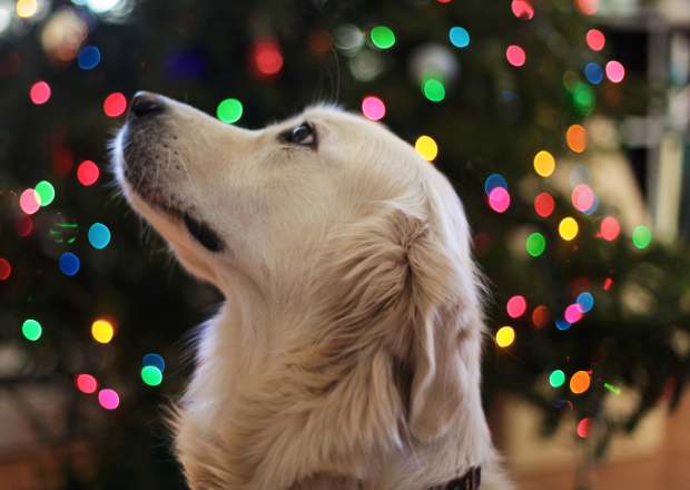 Silvester mit Hund: Schutz vor Lärm & Böllern – und welche Beruhigungsmittel wirklich helfen