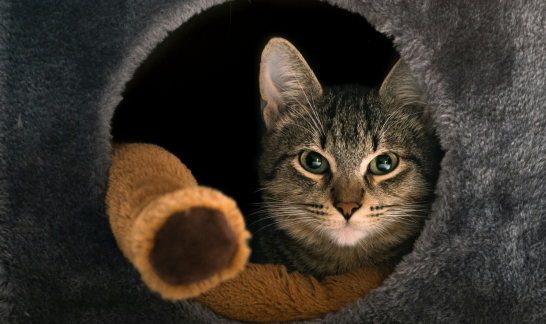 Schutz an Silvester - Getigerte Katze schaut aus Katzenbaum heraus