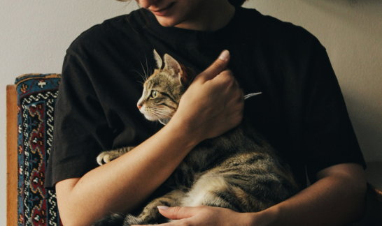 Getigerte Katze sitzt Geschützt in Arm von Frau