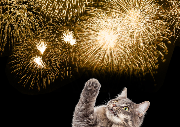 Silvester mit Katzen – so hilfst du deiner Samtpfote bei Lärm und durch die laute Nacht