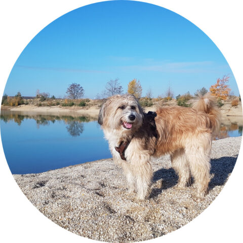 Hund steht am See