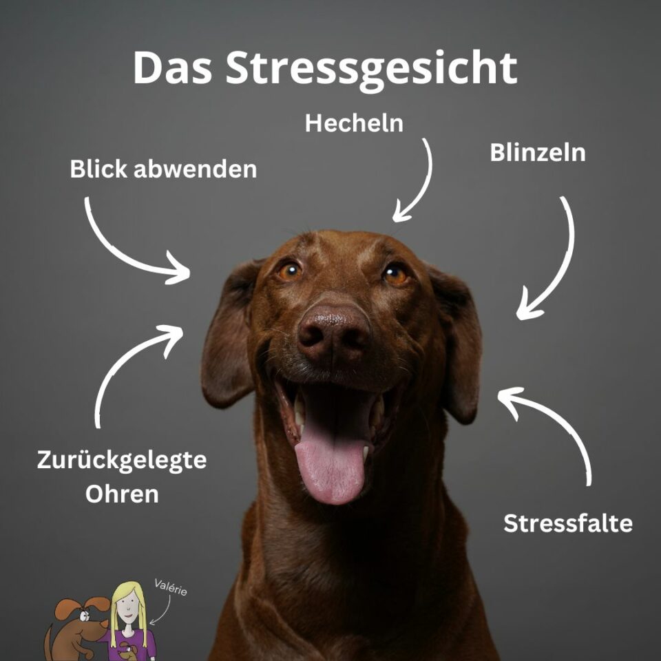 Stress beim Hund erkennen und abbauen