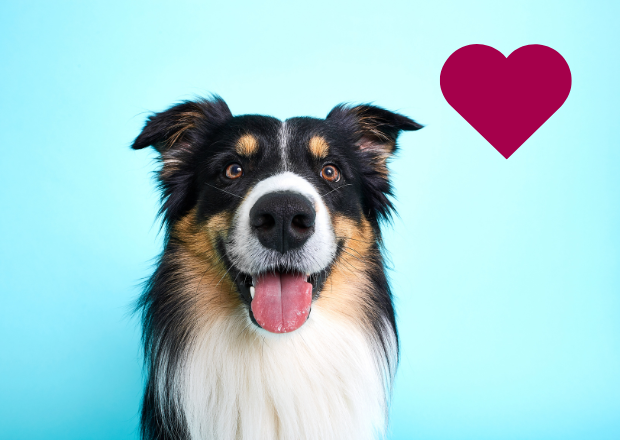 Herzgesundheit beim Hund – wie Ernährung & Nährstoffe unterstützen können