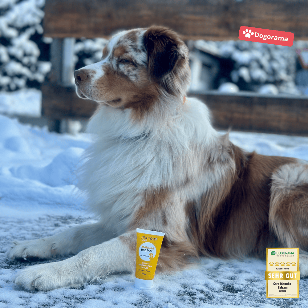 Australian Shepard im Schnee mit Manuka Balsam @Dogorama