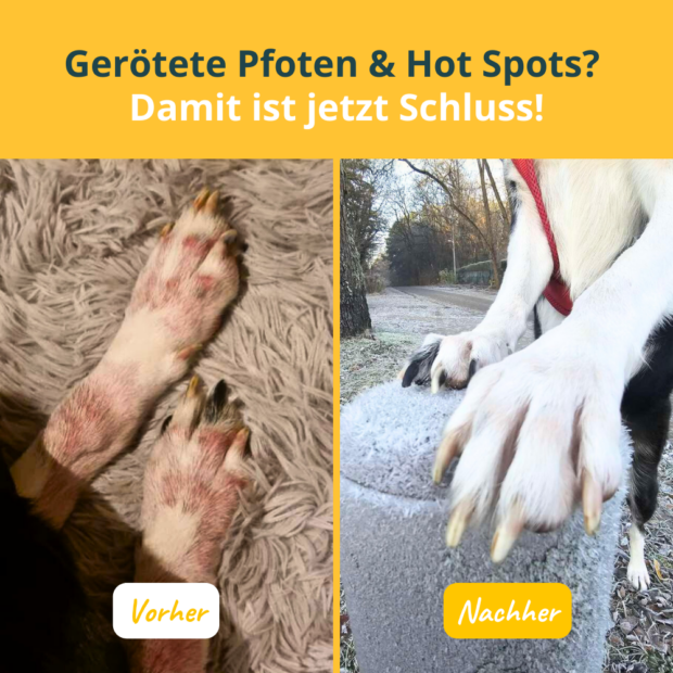 purapep Manuka Balsam für Hunde & Katzen – Bild 2