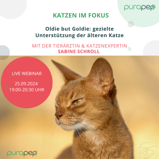 Webinar