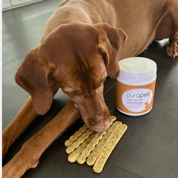 Vizsla frisst DIY-Snack-Stangen mit purapep Haut & Fell