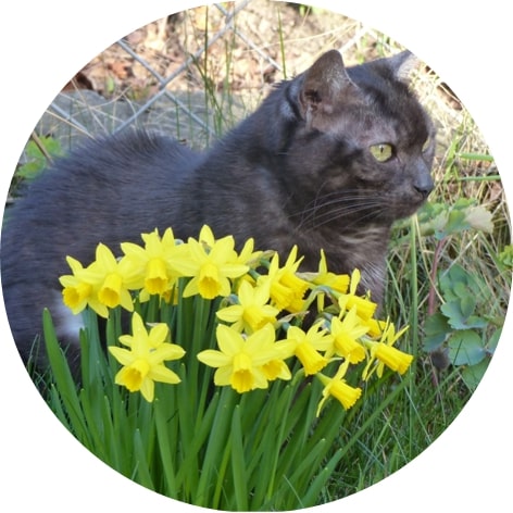 Katze sitzt im Gras neben Blumen