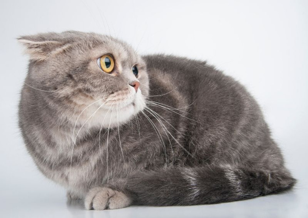 Ängstliche Katze: Meine Katze hat Angst – was kann ich tun?