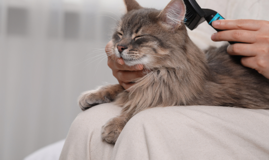 Alte Langhaarkatze wird gebürstet auf Schoß
