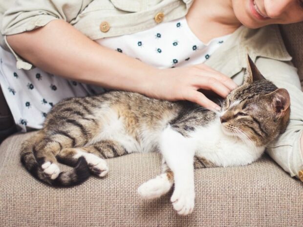Katze Hat Angst Vor Mir Ängstliche Katze: Katze hat Angst vor mir & anderen Katzen