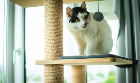 Schwarz-wei&szlig;e Katze sitzt auf einem Kratzbaum und besch&auml;ftigt sich mit einem Spielzeug