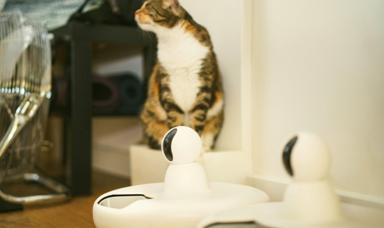 Getigerte Katze sitzt neben einem automatischen Futterautomaten in der Wohnung