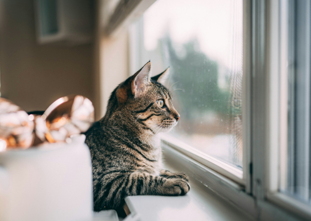 Gestromte Katze sitzt alleine am Fenster und schaut nach drau&szlig;en