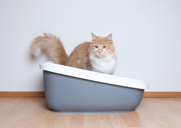 Katze hat Durchfall oder Verstopfung: Ursachen, Hausmittel und Vorbeugung