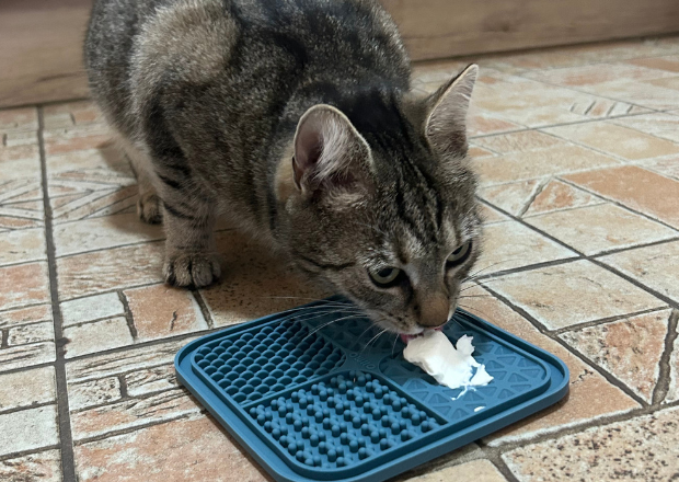 Schleckmatte für Katzen: 5 Rezepte für Beschäftigung und spielerische Flüssigkeitsaufnahme