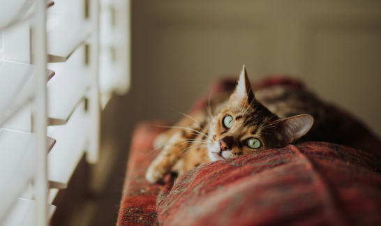 Bengal-Katze liegt entspannt neben geschlossenen Jalousien in der Wohnung im Sommer